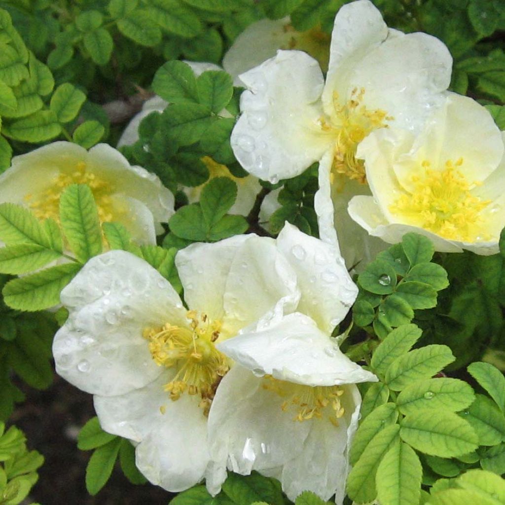 Rosa omeiensis Pteracantha - Rosier botanique