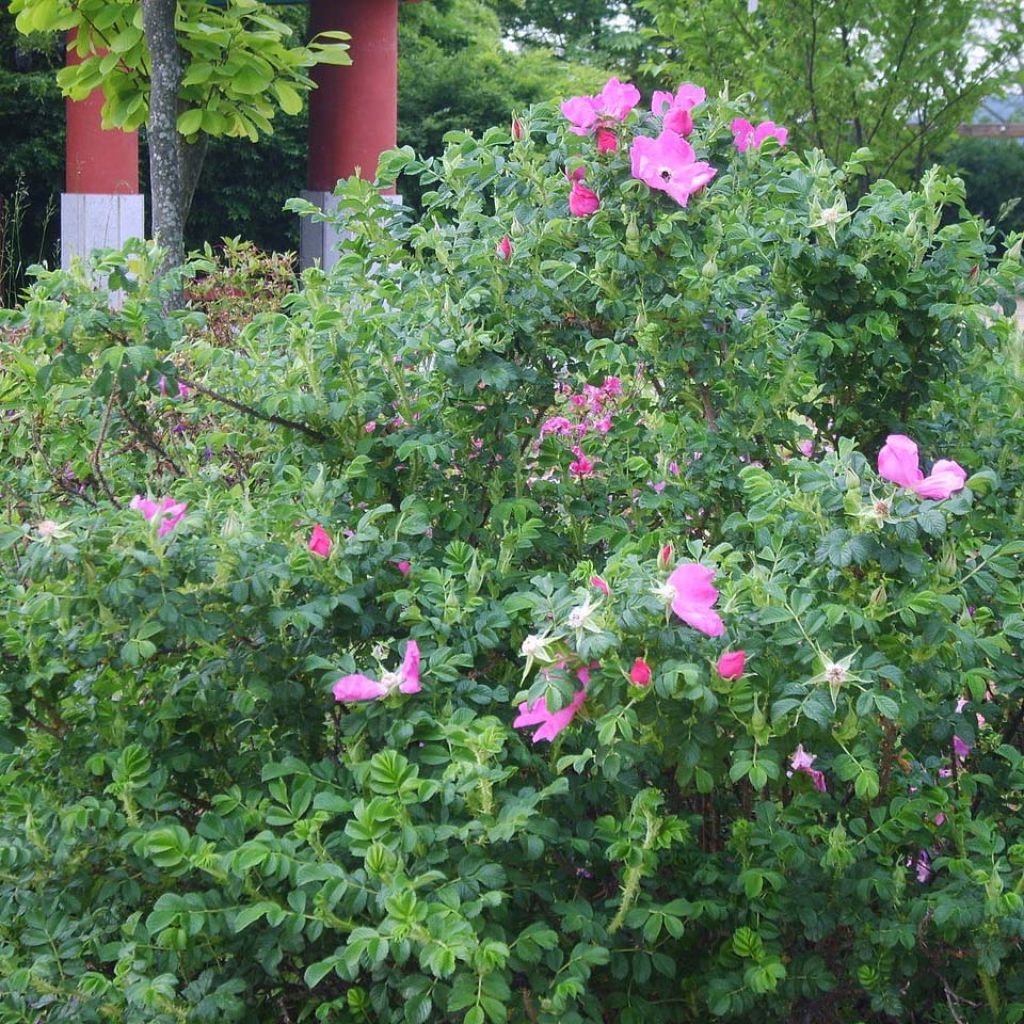 Rosa rugosa - Rosier botanique, rosier rugueux.