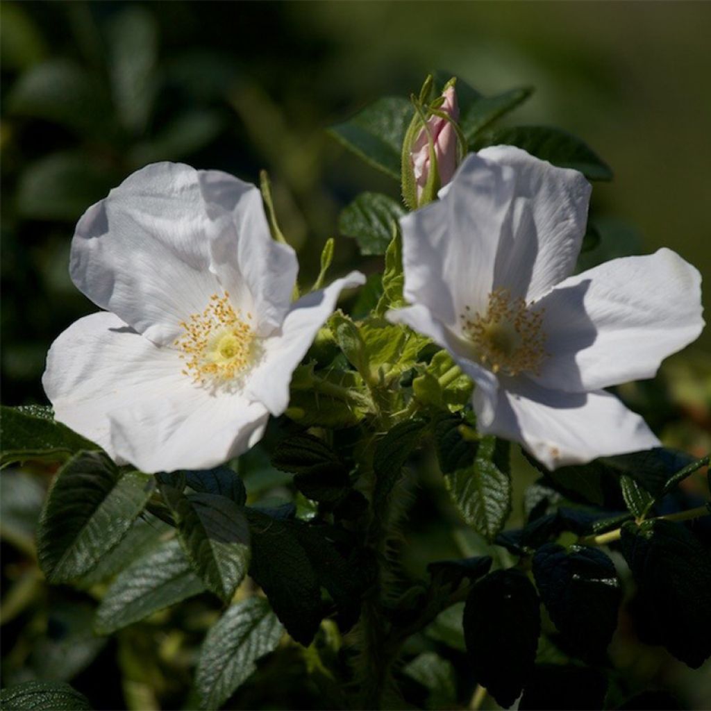 Rosa rugosa Alba - Rosier rugueux - Rosier botanique