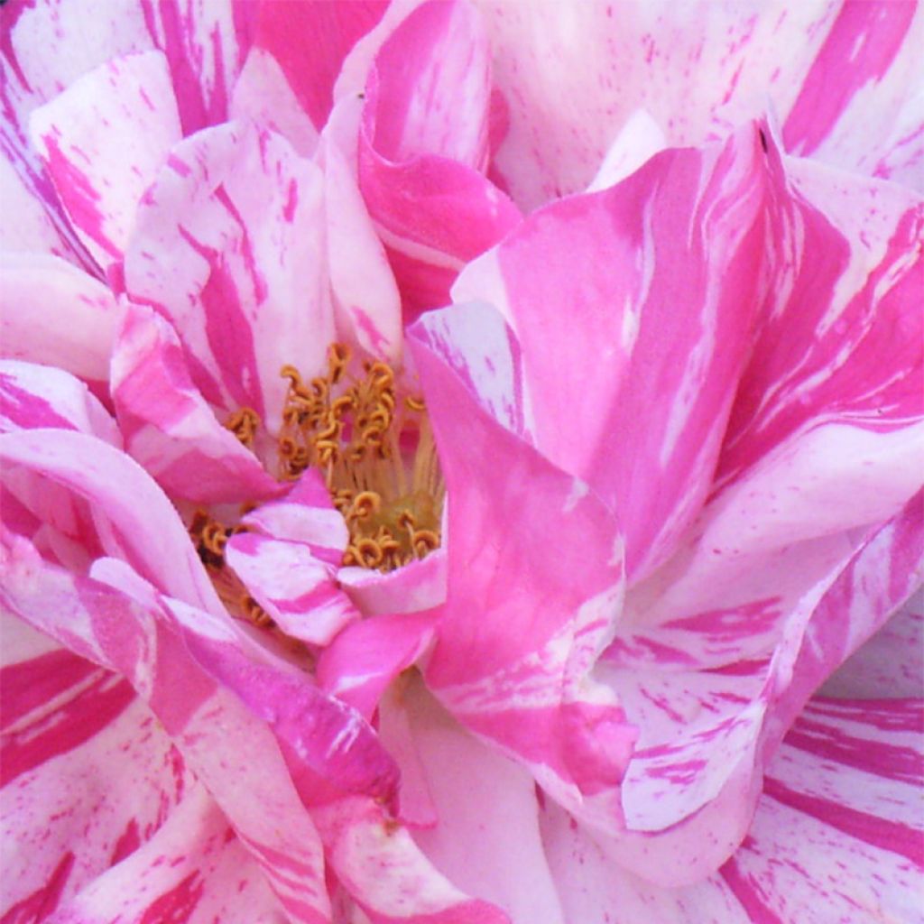 Rosa x gallica Versicolor - Rosier ancien gallique 