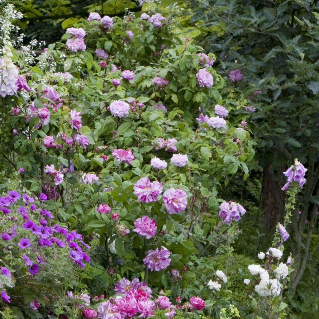 Rosa x gallica Versicolor - Rosier ancien gallique 