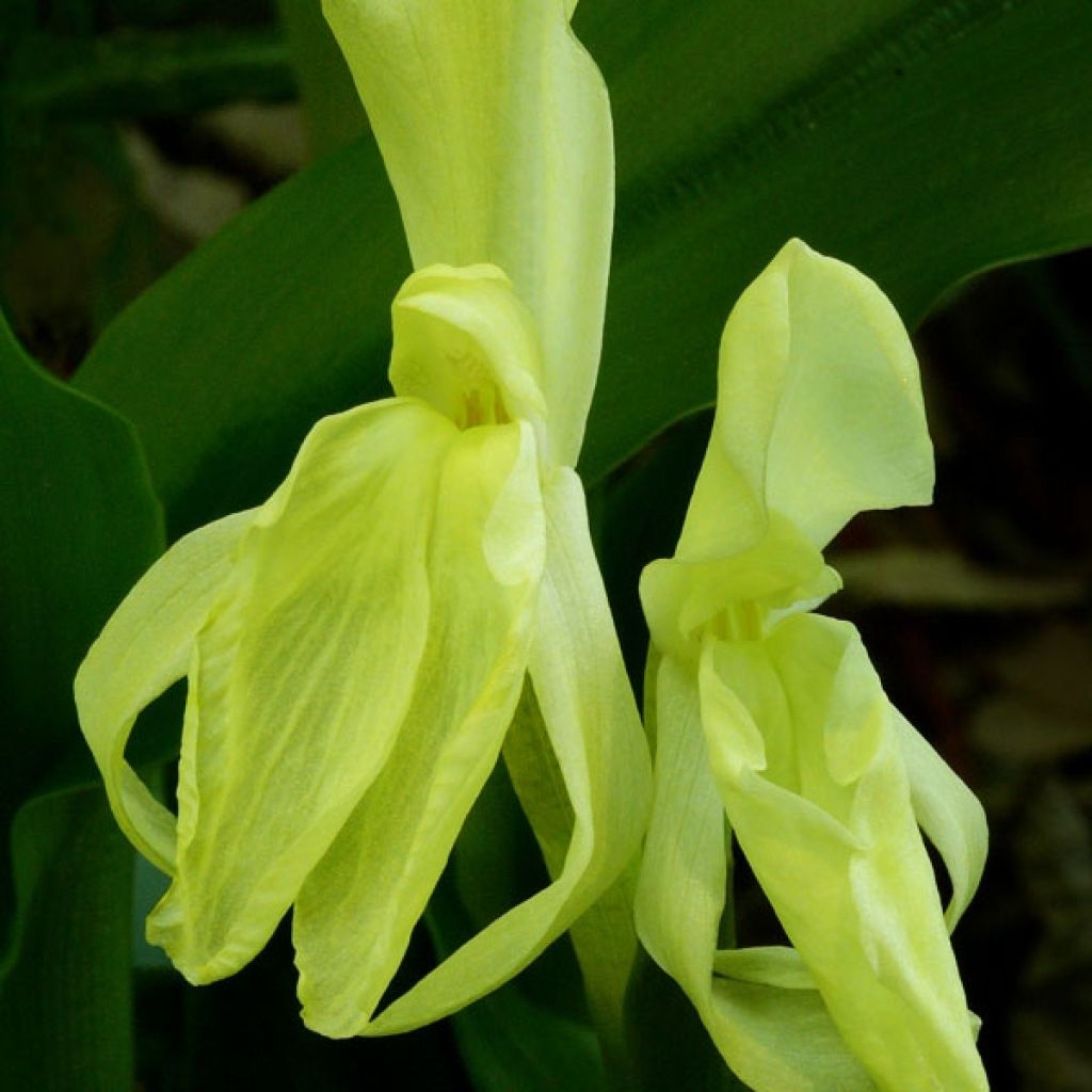 Roscoea cautleyoides