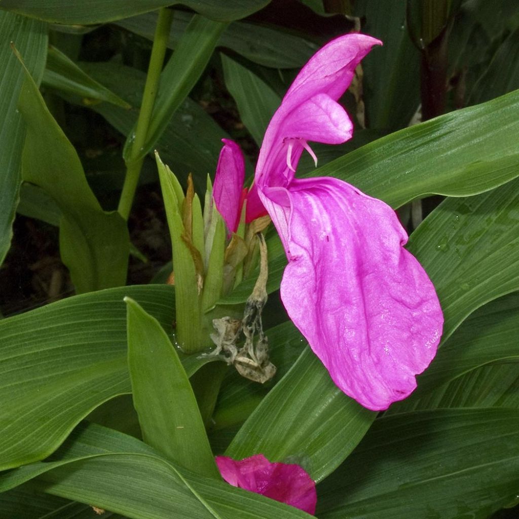 Roscoea purpurea