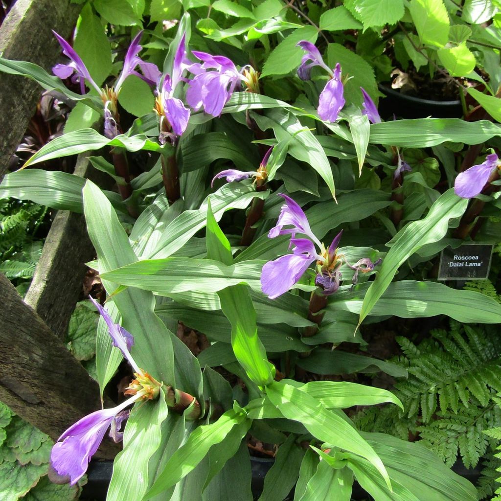 Roscoea purpurea Dalaï Lama