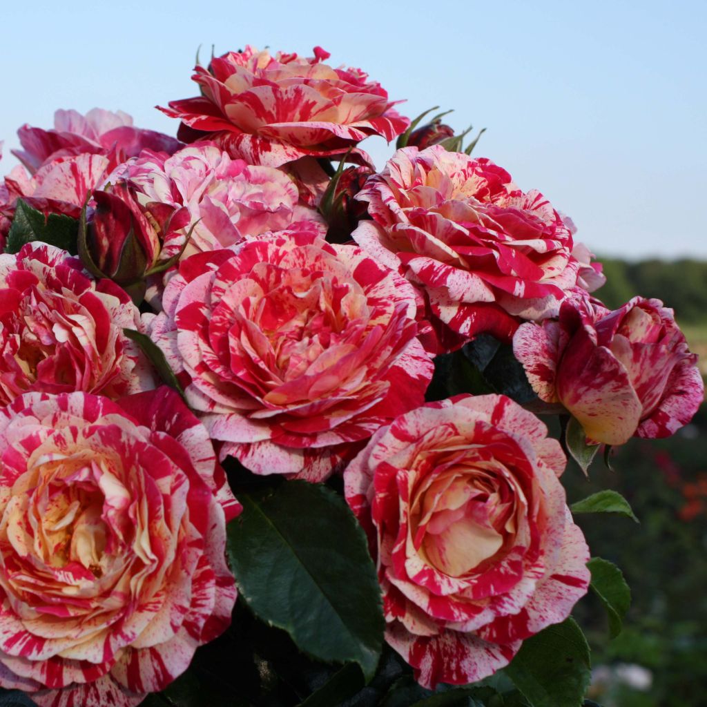 Rosier Abracadabra - Rosa (x) floribunda