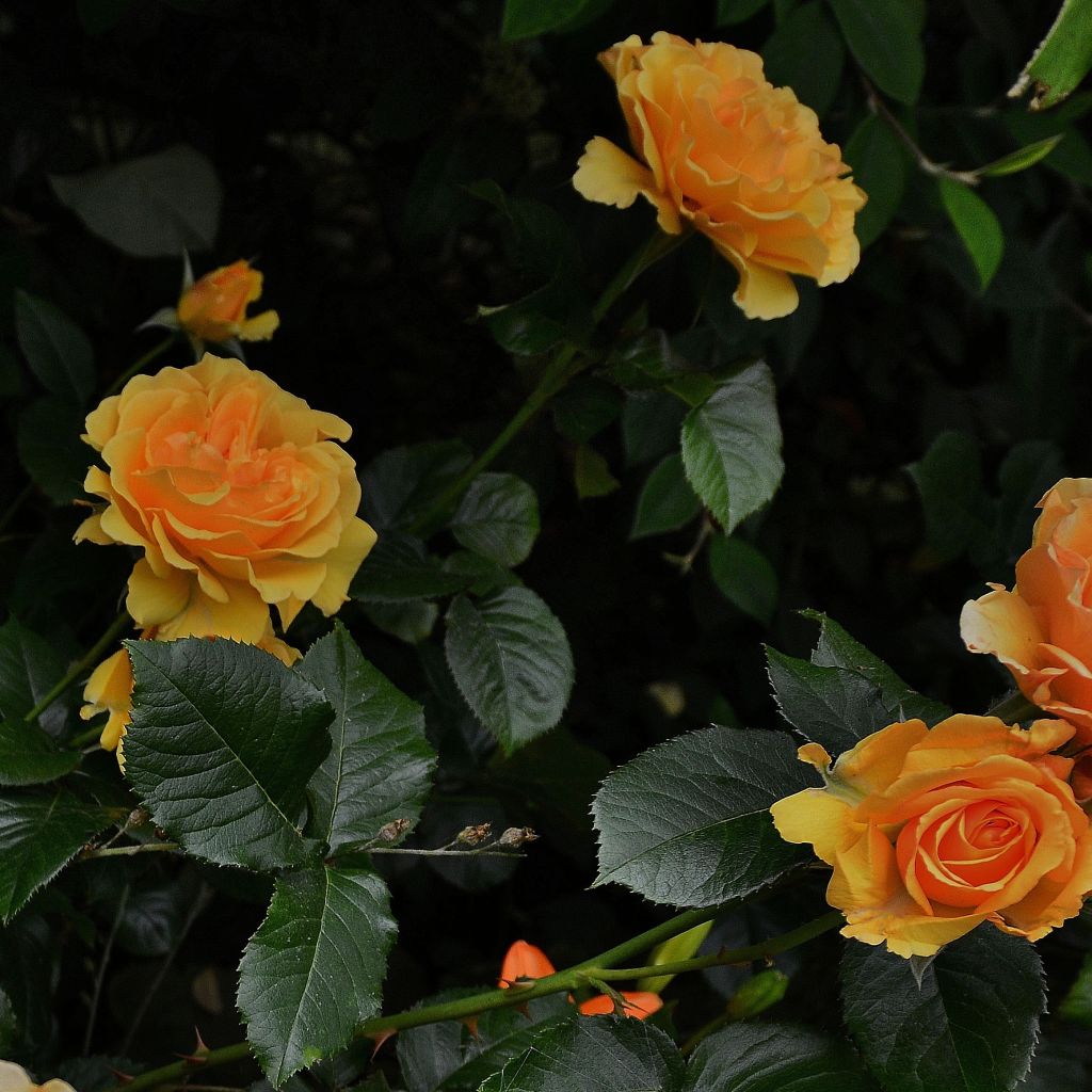 Rosier Amber Queen ® - Rosa (x) floribunda