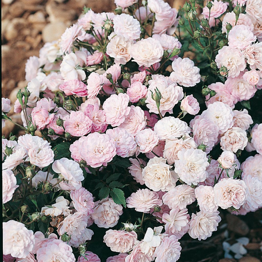 Rosier ancien Gloire des Polyanthasen racines nues