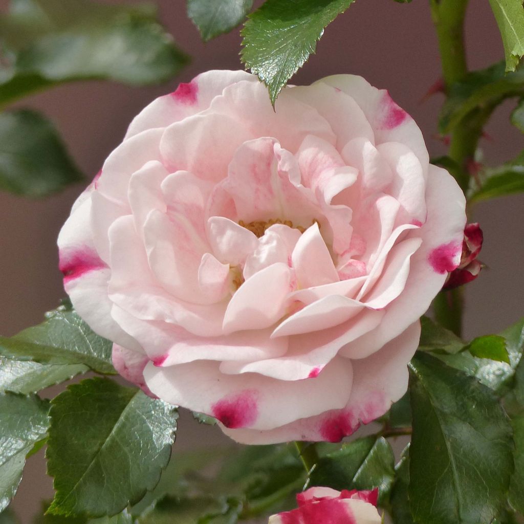 Rosier Arbustif Triple Treat (Rosenstadt Freising) - Rosa (x) floribunda