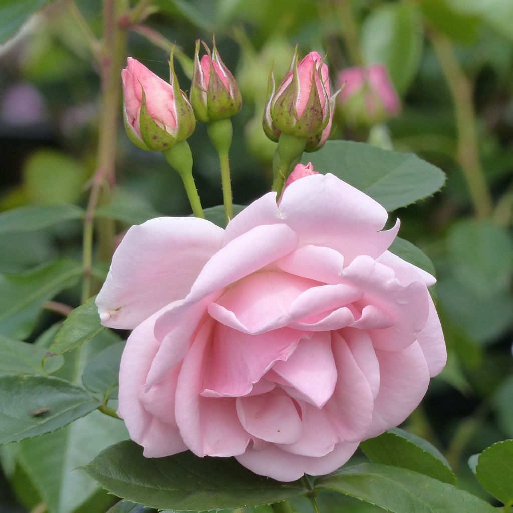 Rosier Astrid Lindgren - Rosa (x) floribunda