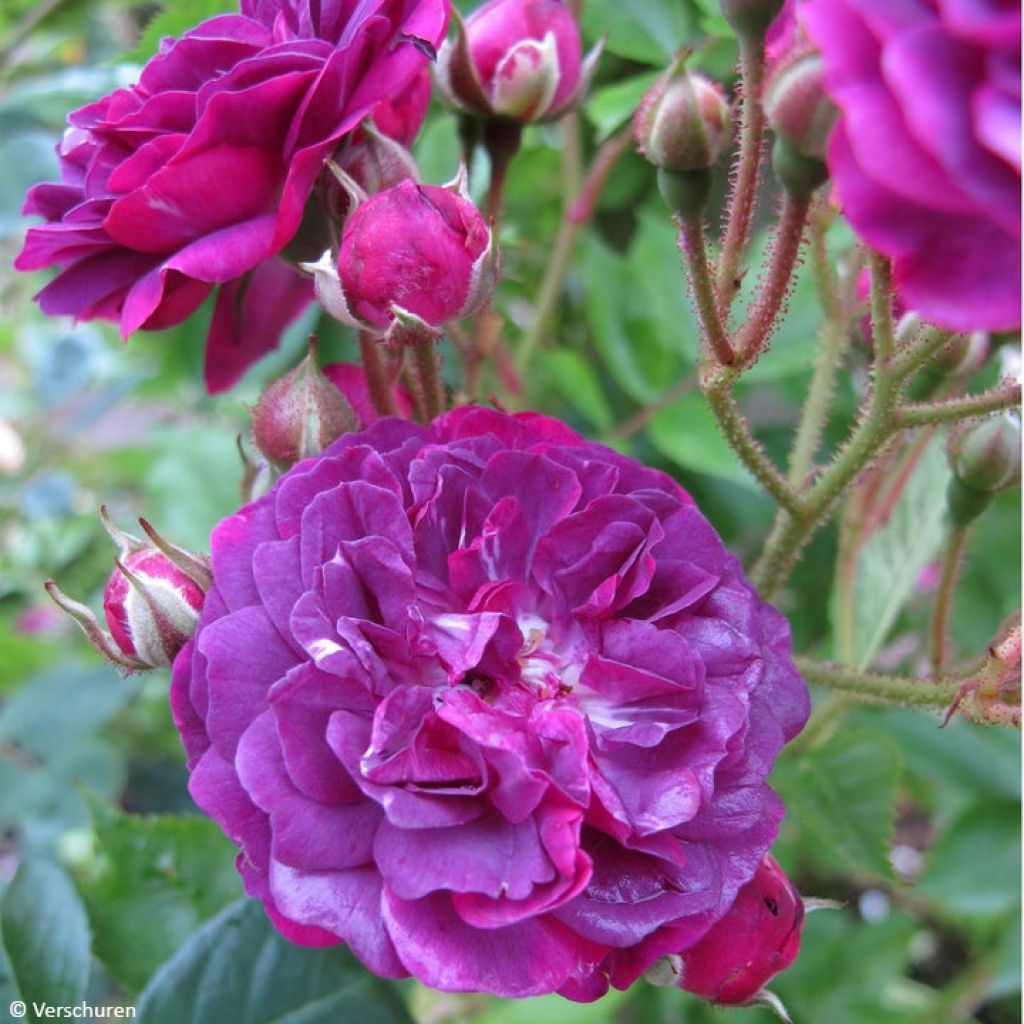 Rosier Bleu Magenta - Rosier grimpant ancien