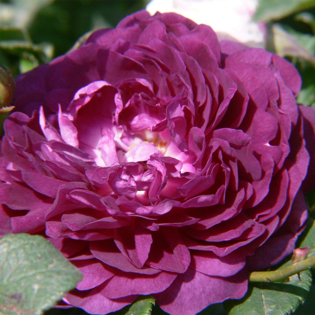 Rosier Bleu Magenta - Rosier grimpant ancien