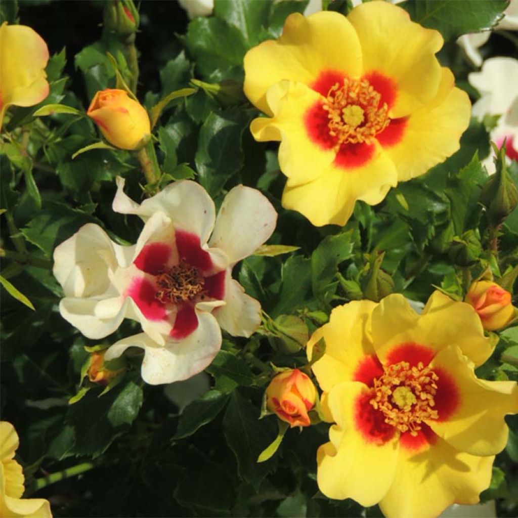 Rosier Cream Babylon Eyes ® - Rosa (x) persica