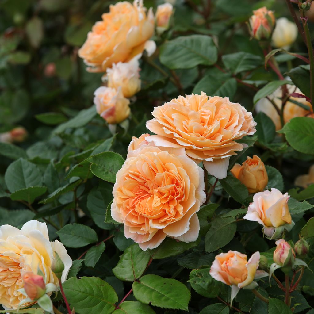 Rosier David Austin Crown Princess Margareta