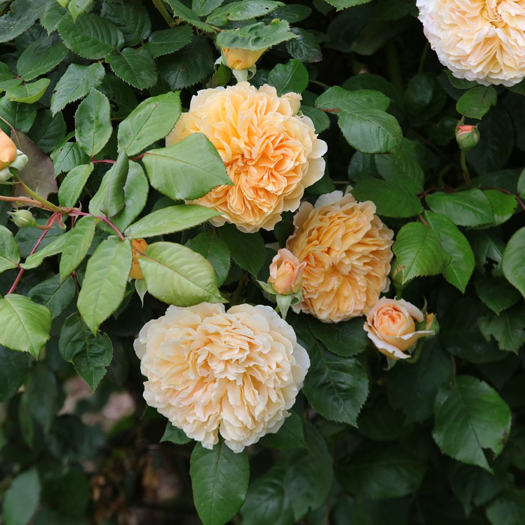 Rosier David Austin Crown Princess Margareta