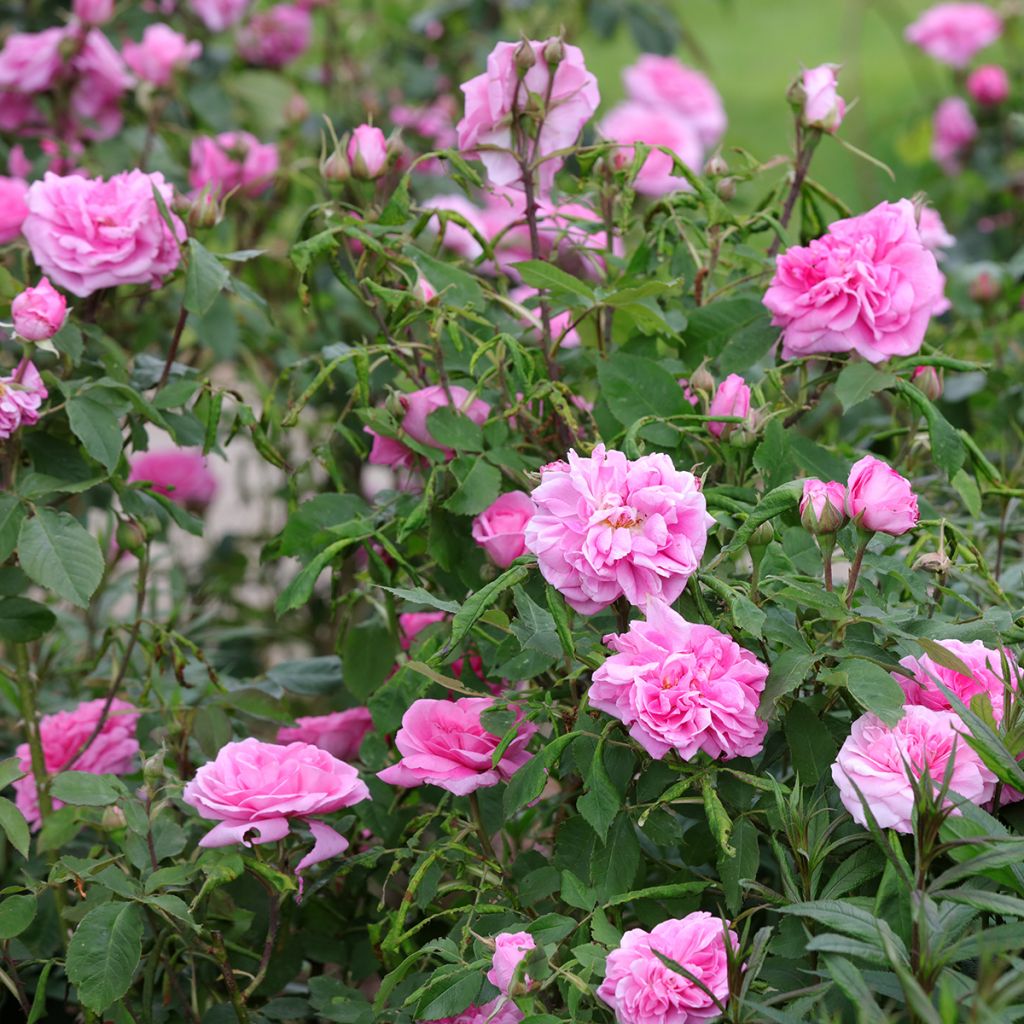 Rosier David Austin Gertrude Jekyll