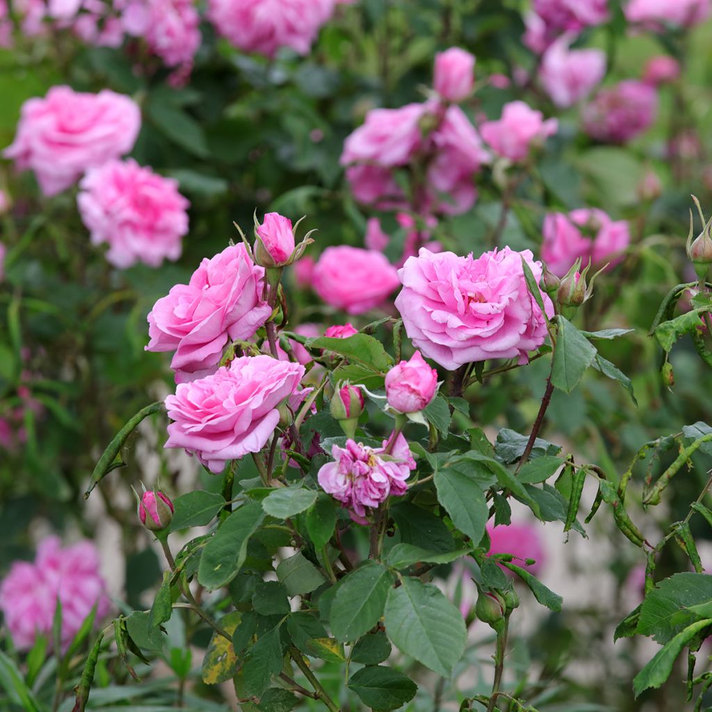 Rosier David Austin Gertrude Jekyll