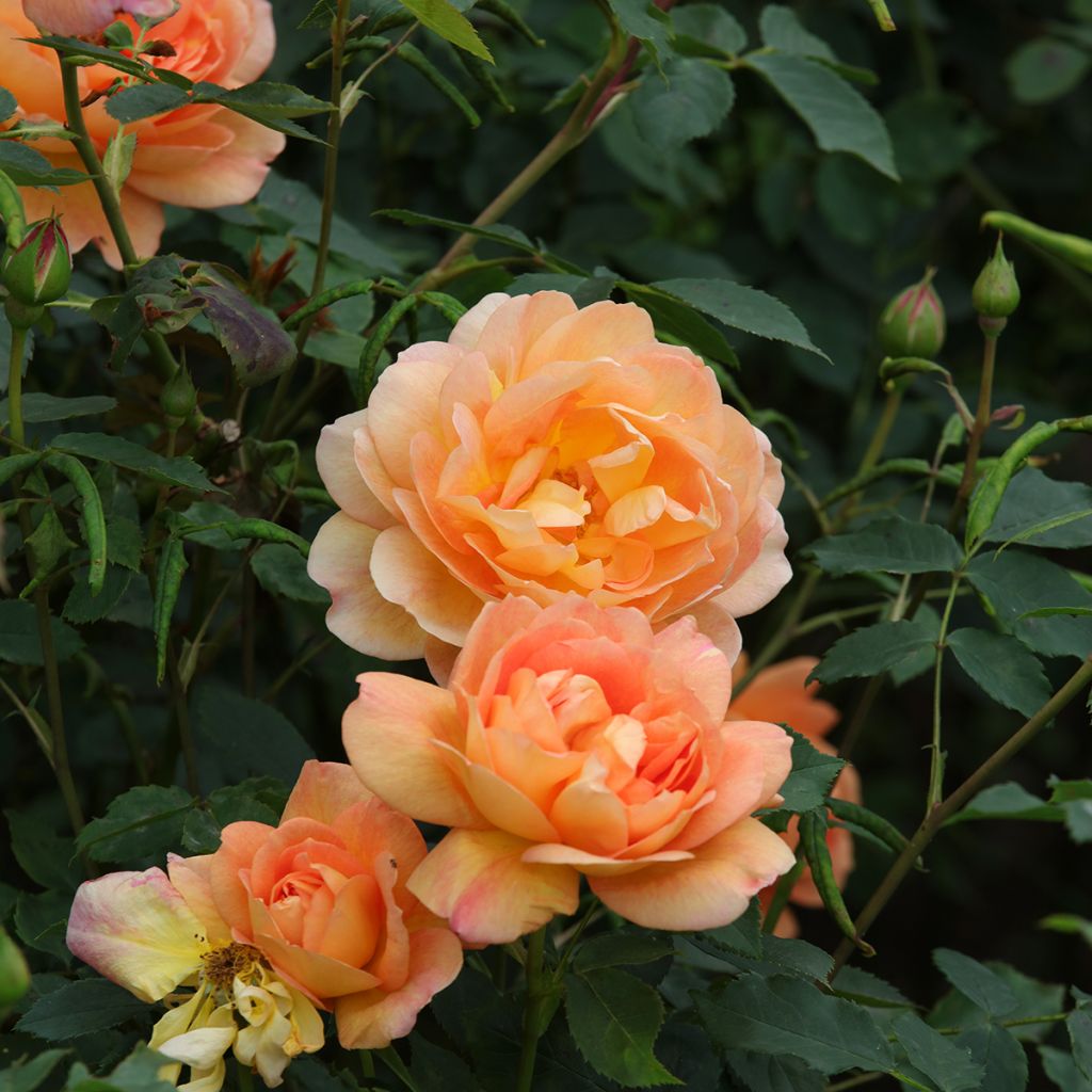 Rosier David Austin Port Sunlight