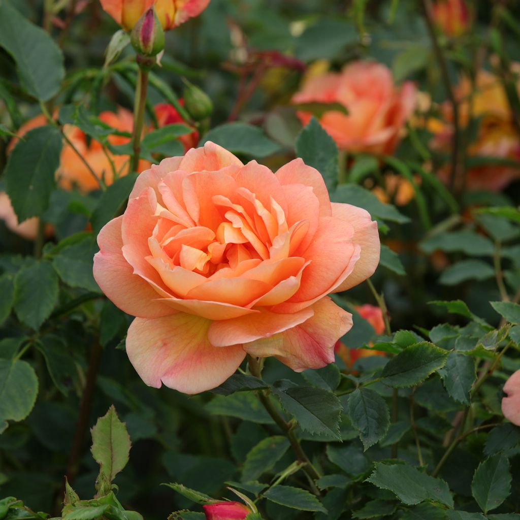 Rosier David Austin Port Sunlight