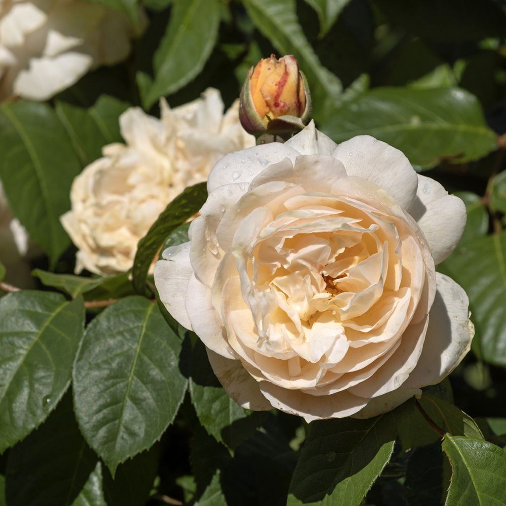 Rosier David Austin Sweet Juliet