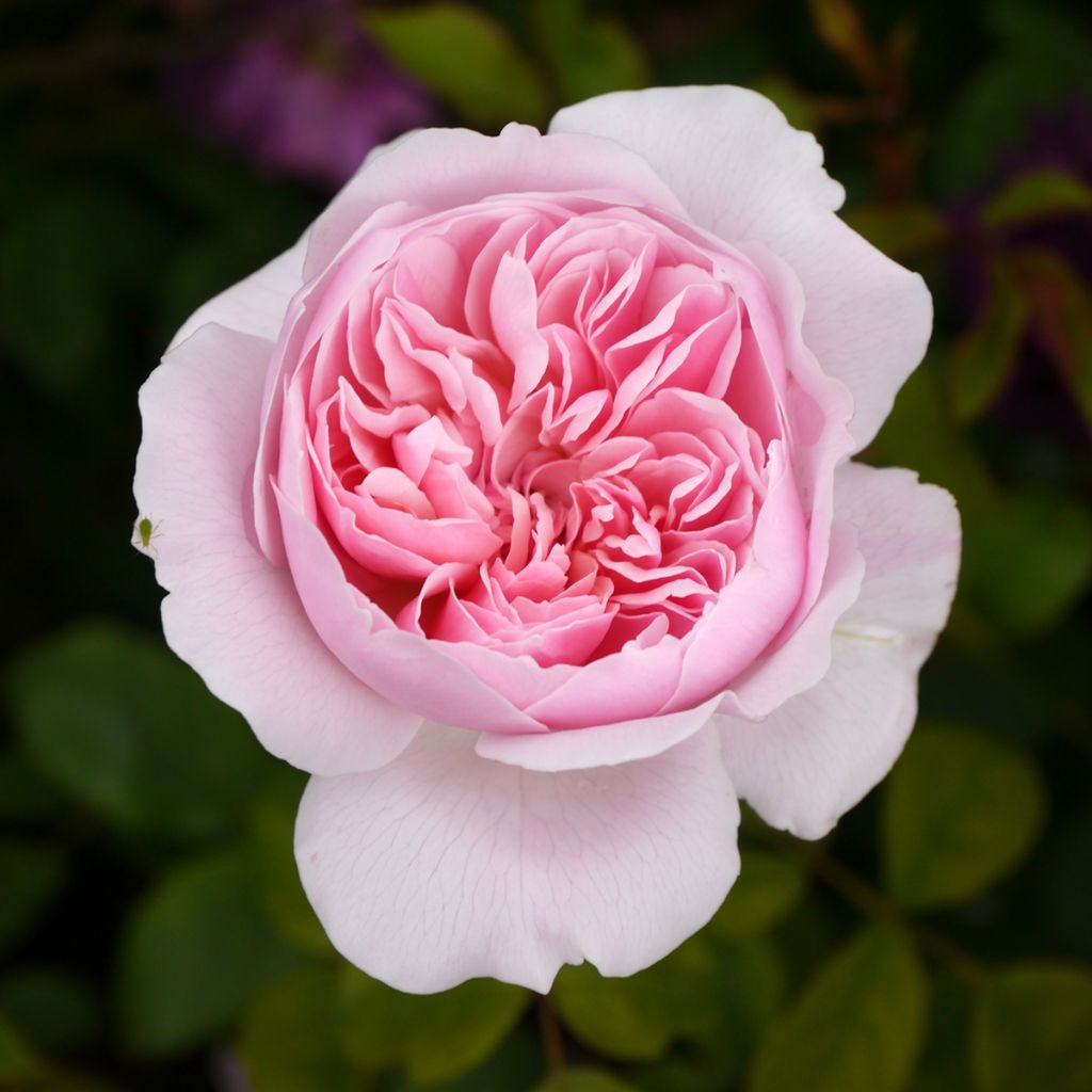 Rosier David Austin Wisley 2008