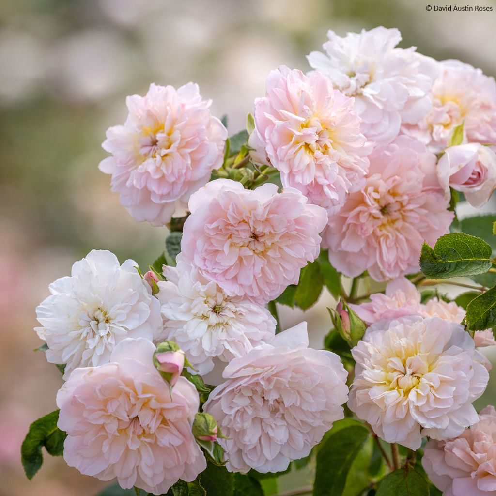 Rosier David Austin Elizabeth Ausmajesté