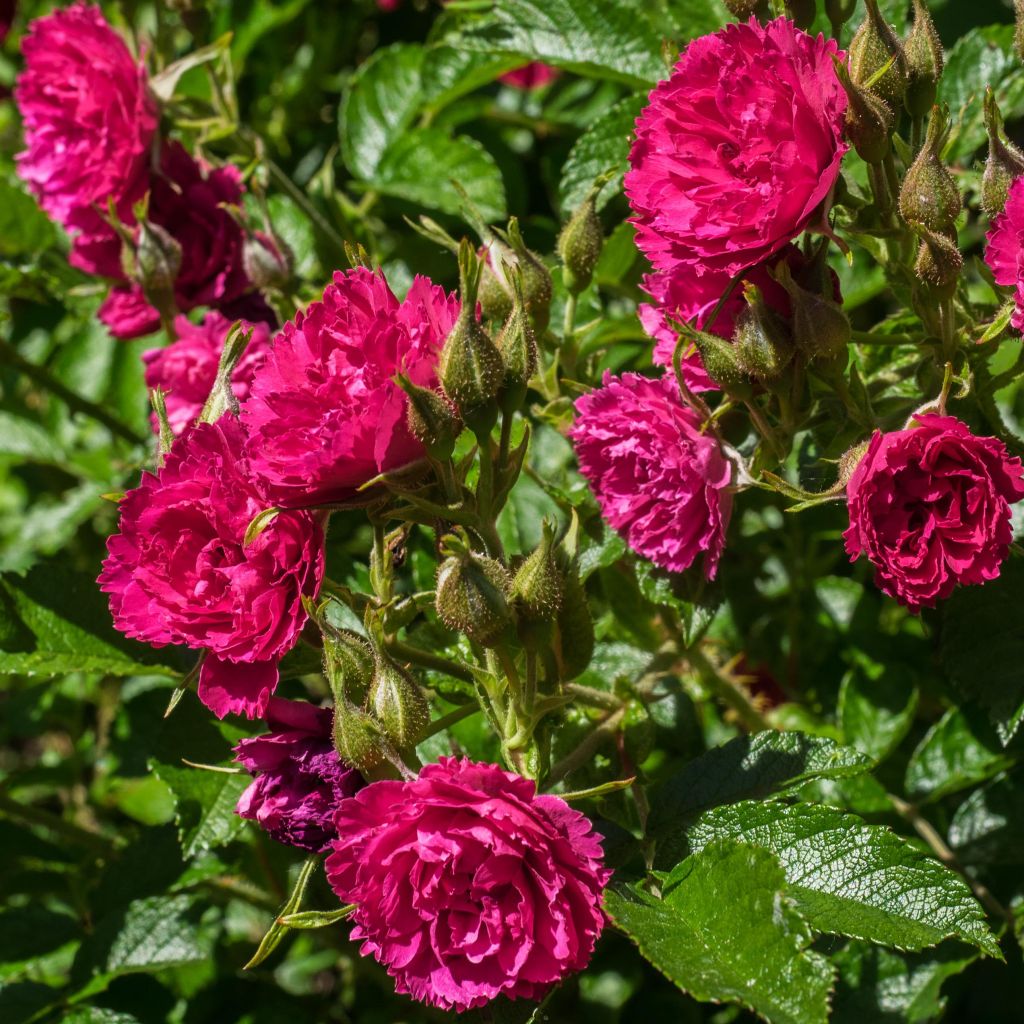 Rosier F.J Grootendorst - Rosa (x) rugosa