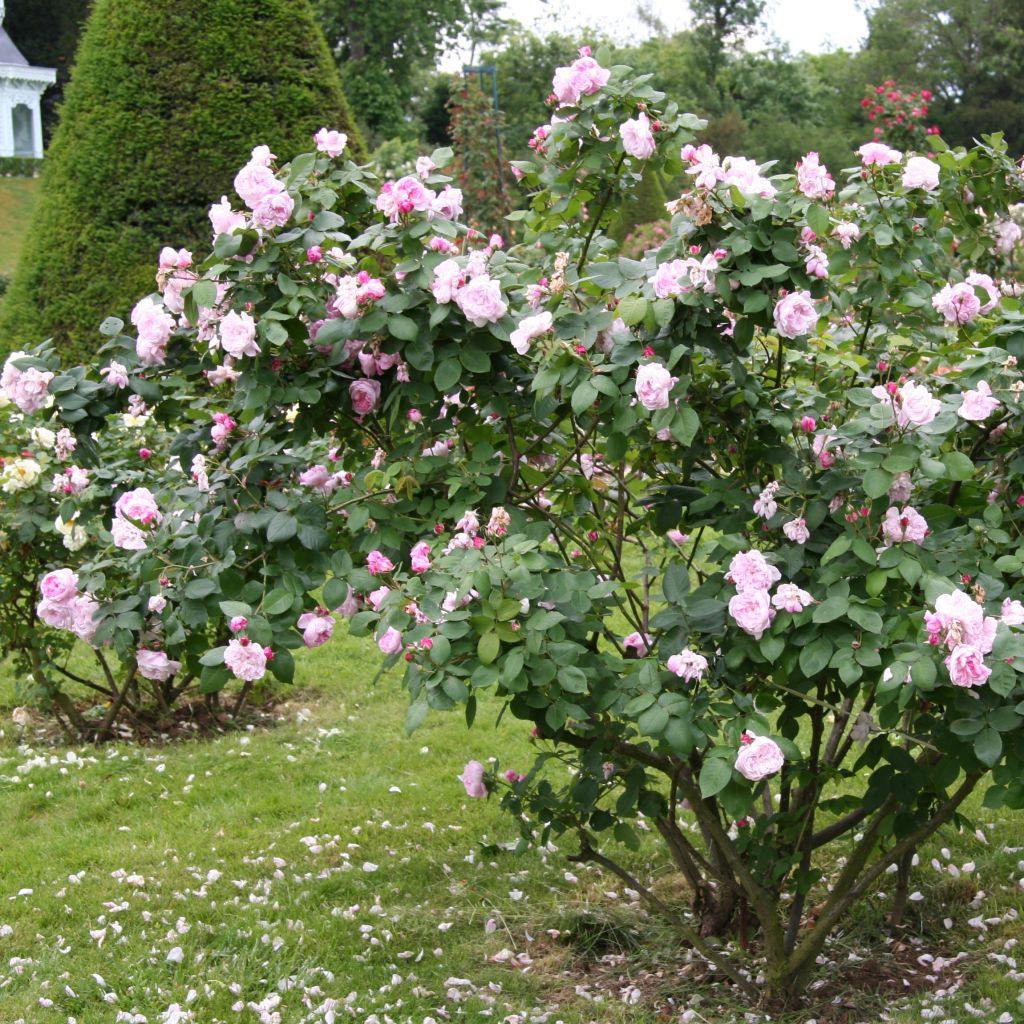 Rosier Fantin Latour - Rosa (x) centifolia