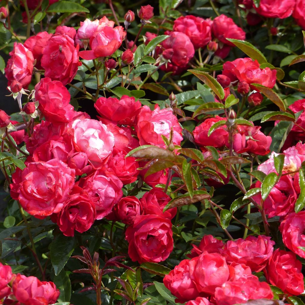 Rosier Fête des Mères - Rosa (x) polyantha