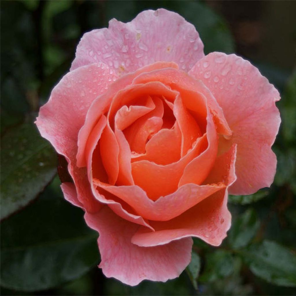 Rosier Fragrant Delight - Rosa (x) floribunda