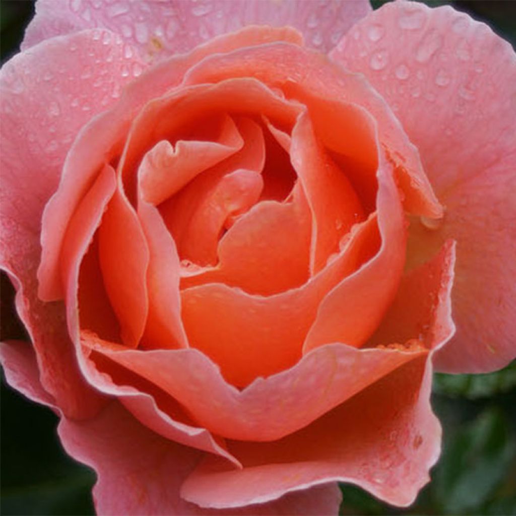 Rosier Fragrant Delight - Rosa (x) floribunda
