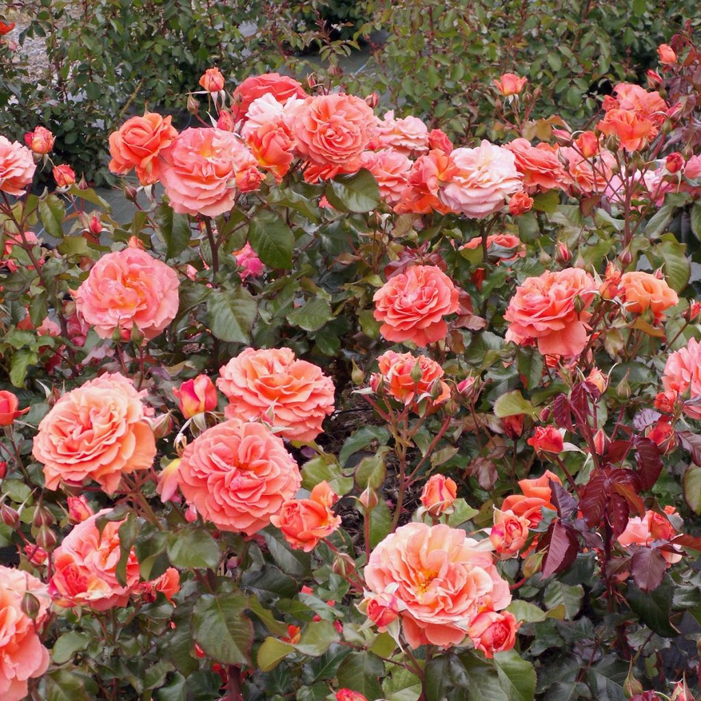 Rosier François Mauriac - Rosier buisson à fleurs groupées