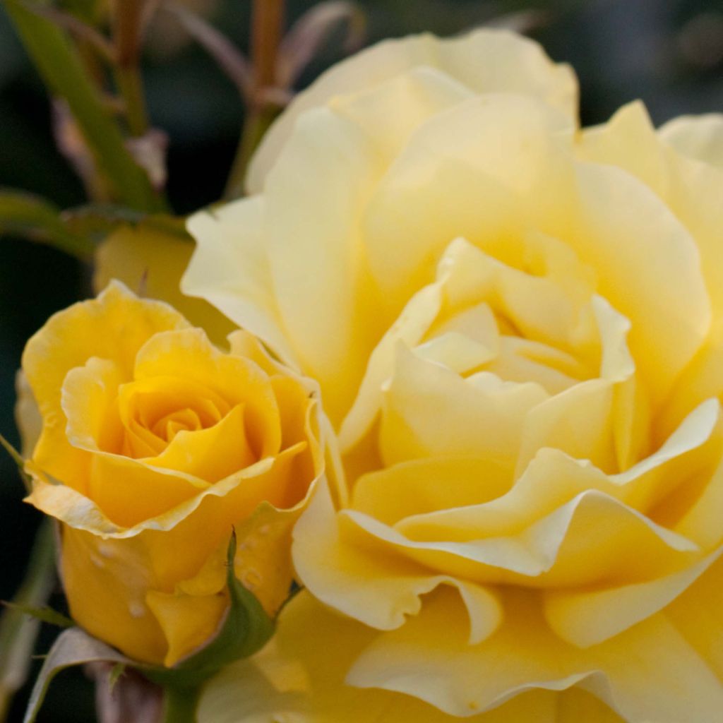 Rosier Friesia ® - Rosier à fleurs groupées