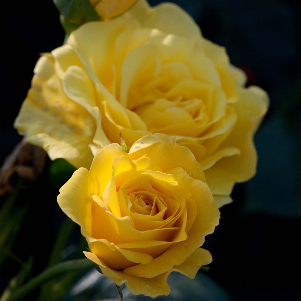 Rosier Friesia ® - Rosier à fleurs groupées