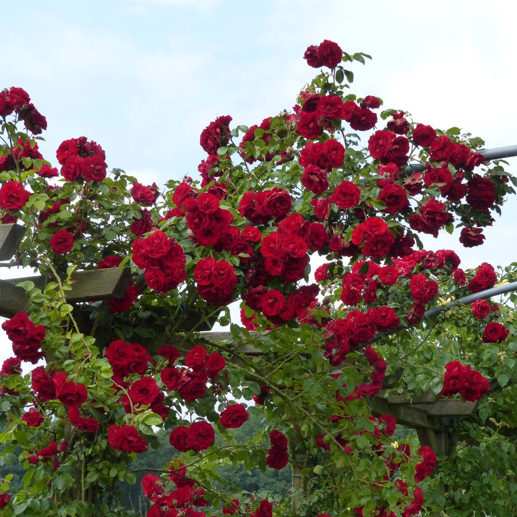 Rosier Grimpant Amadeus ®