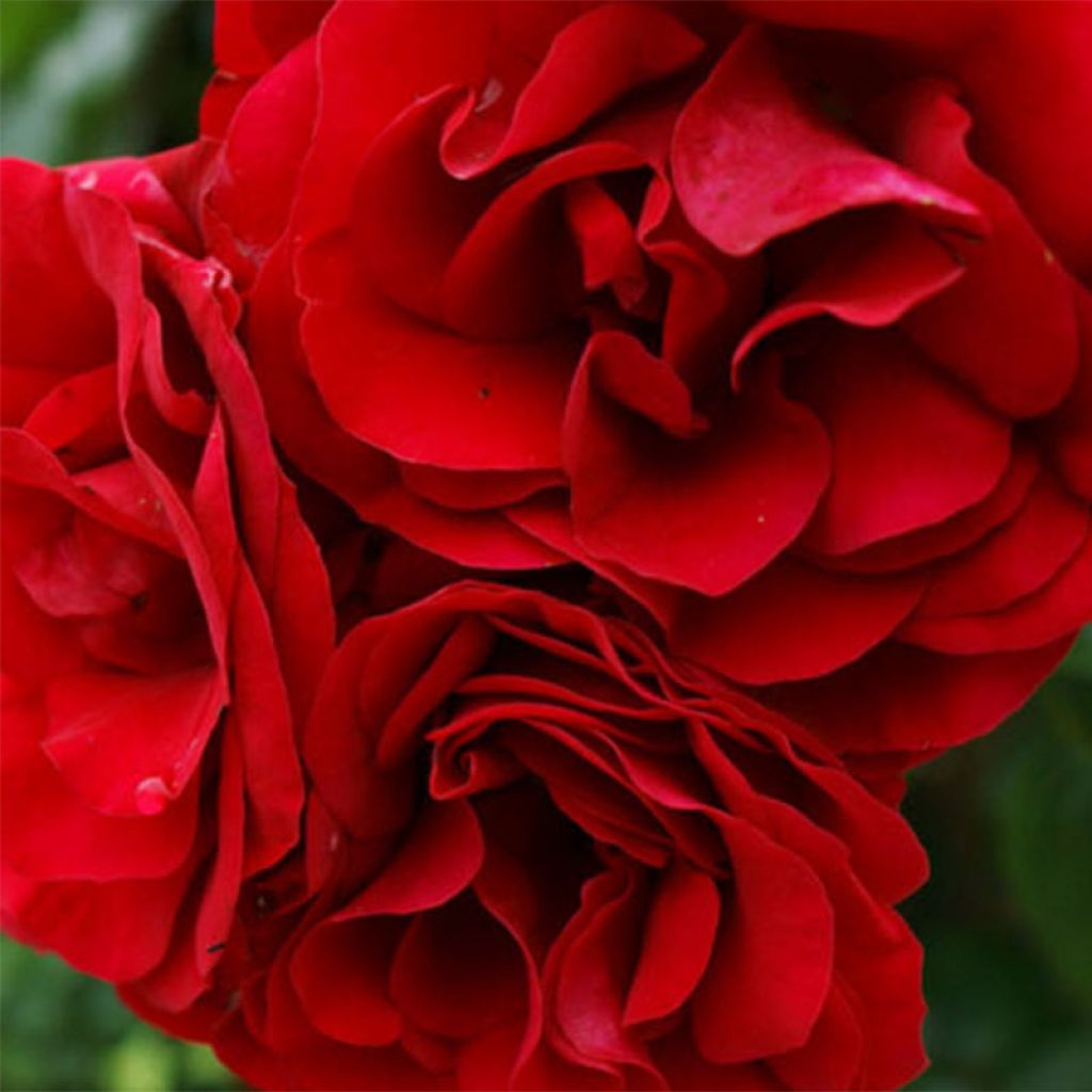 Rosier Grimpant Amadeus ®