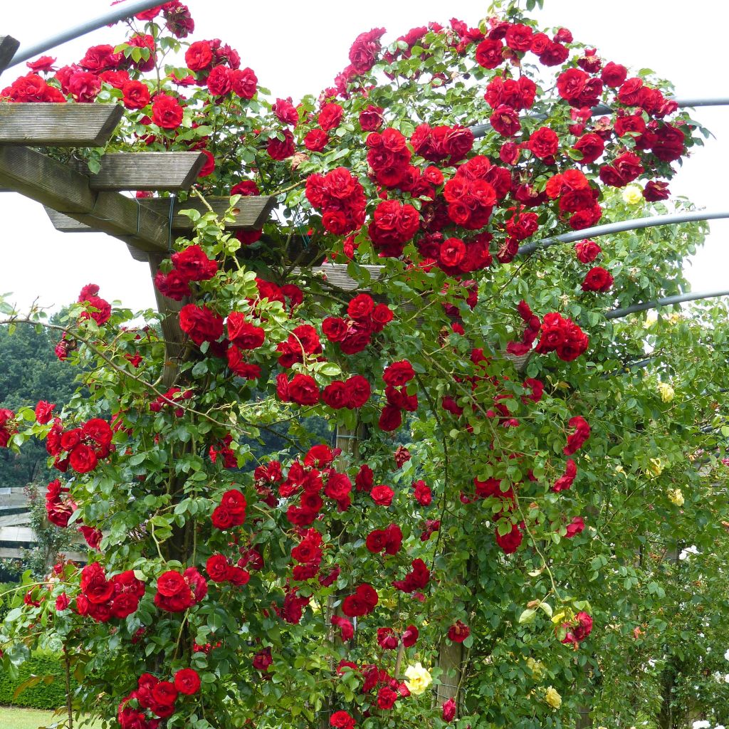 Rosier Grimpant Amadeus ®