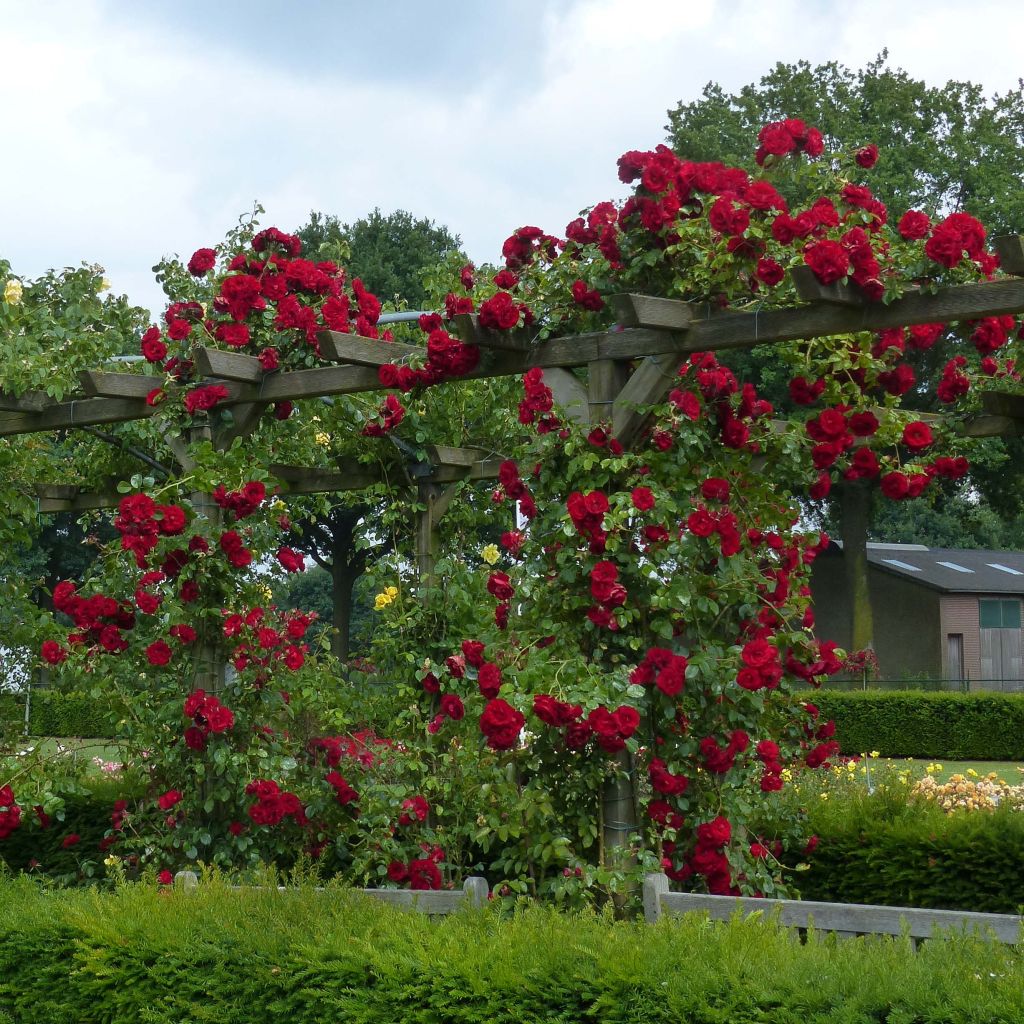 Rosier Grimpant Amadeus ®
