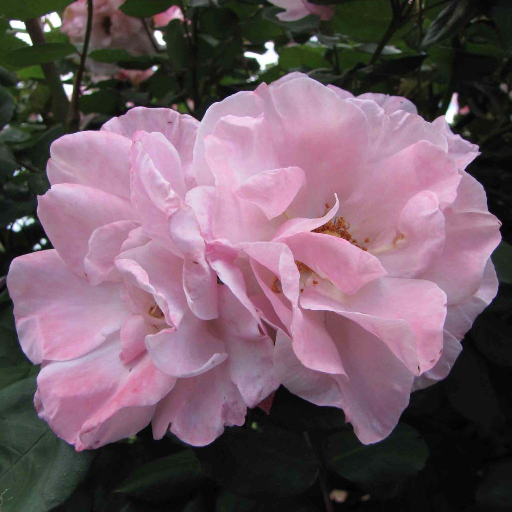 Rosier Grimpant Clair Matin - Rosa (x) floribunda