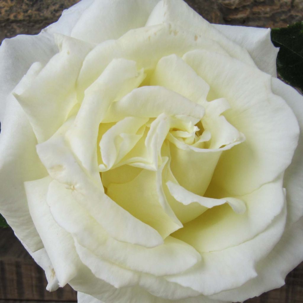 Rosier Grimpant Paul's Lemon Pillar - Rose ancienne