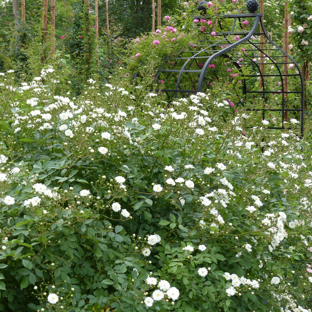 Rosier Guirlande d'Amour - Rosier grimpant remontant