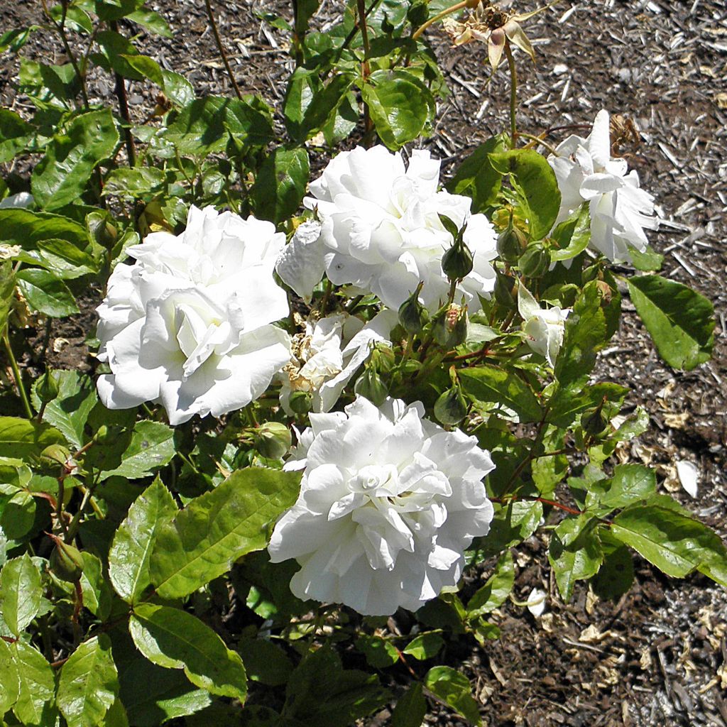 Rosier Irene of Denmark - Rosa (x) polyantha