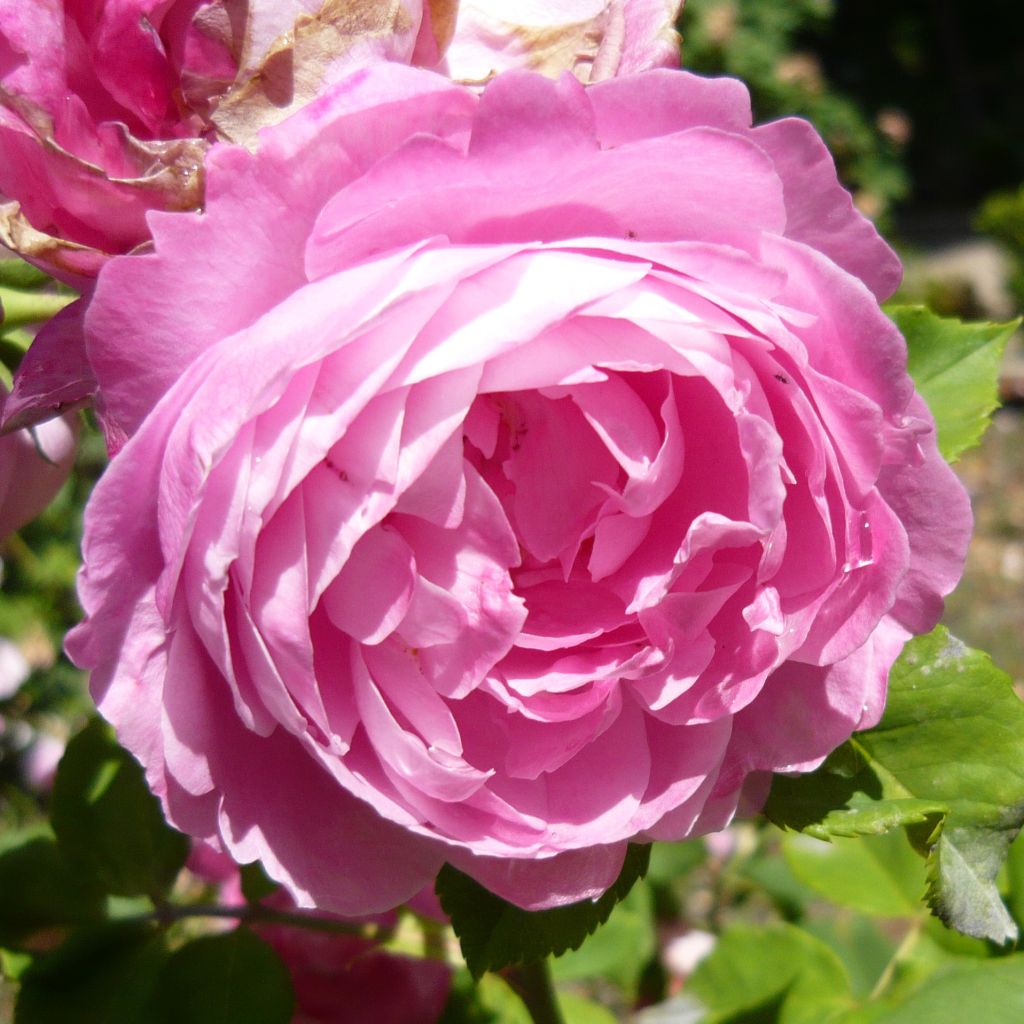 Rosier La Reine Victoria - Rosa (x) Bourbon