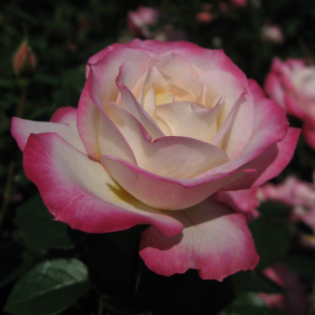 Rosier Laminuette - Rosa (x) floribunda