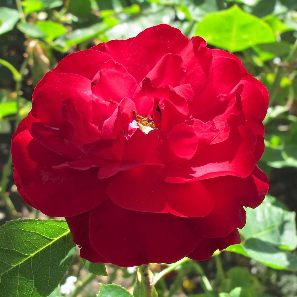 Rosier Lilli Marleen ® - Rosa (x) floribunda