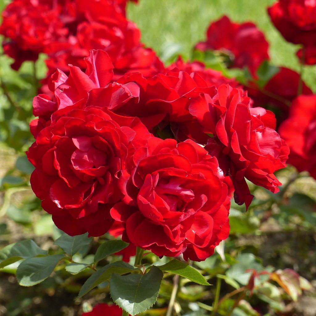 Rosier Lilli Marleen ® - Rosa (x) floribunda