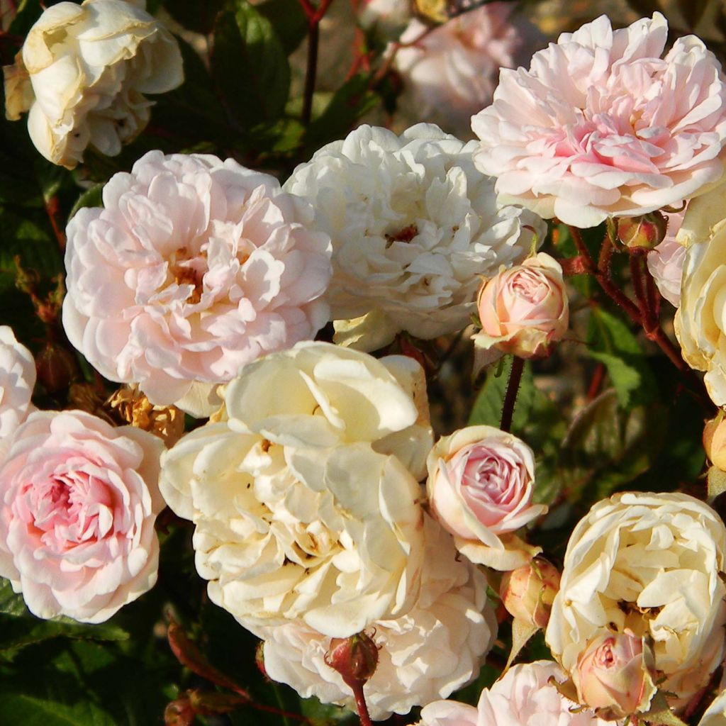 Rosier Marie Pavie - Rosa (x) polyantha