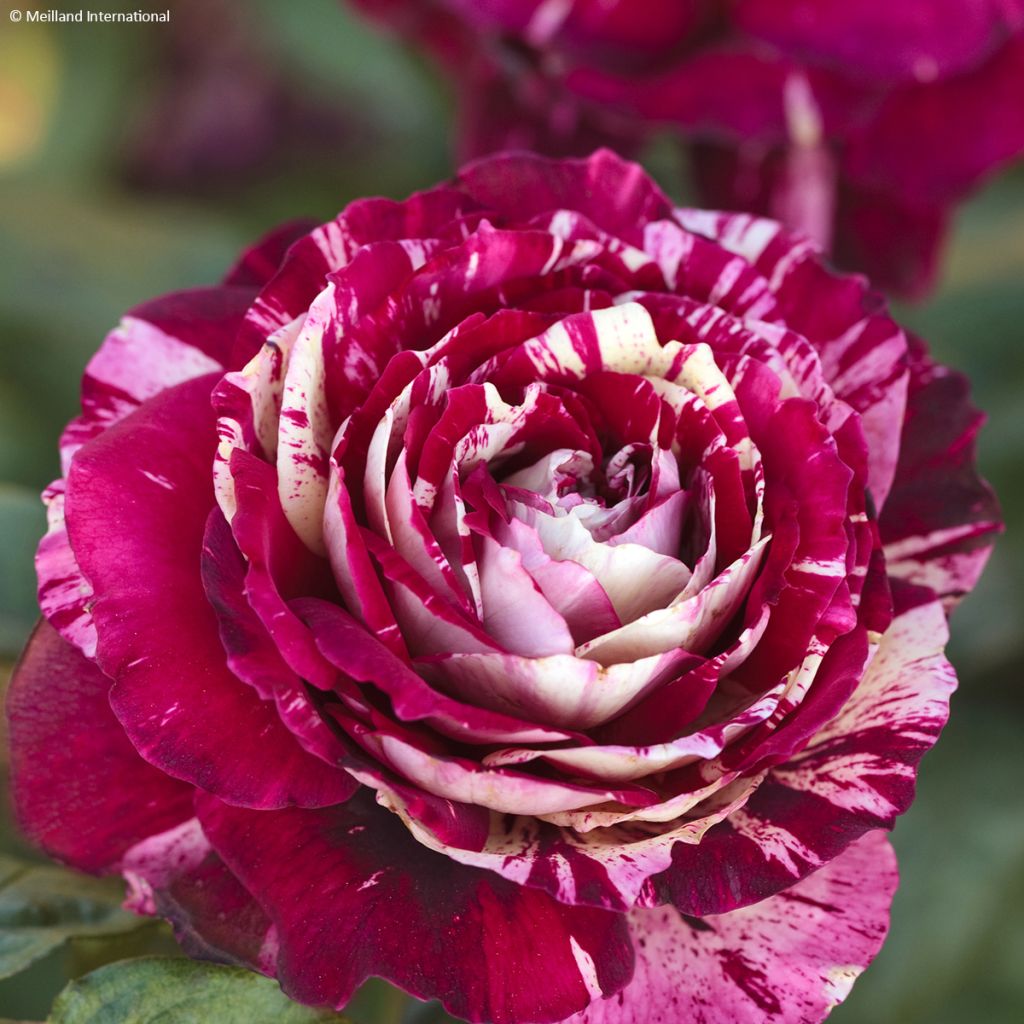 Rosier à fleurs groupées Julio Iglesias Meistemon