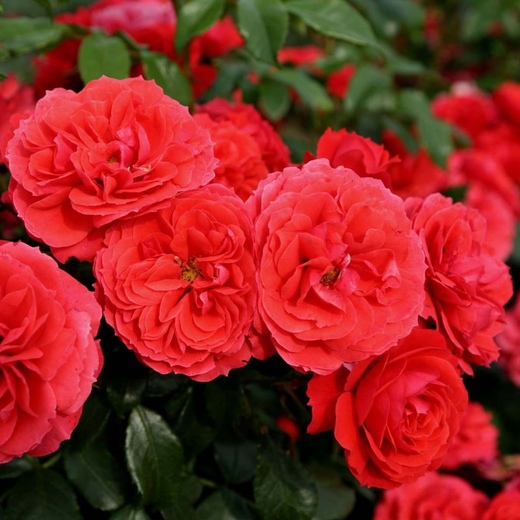 Rosier PATIO ROSE® Cherry Girl®