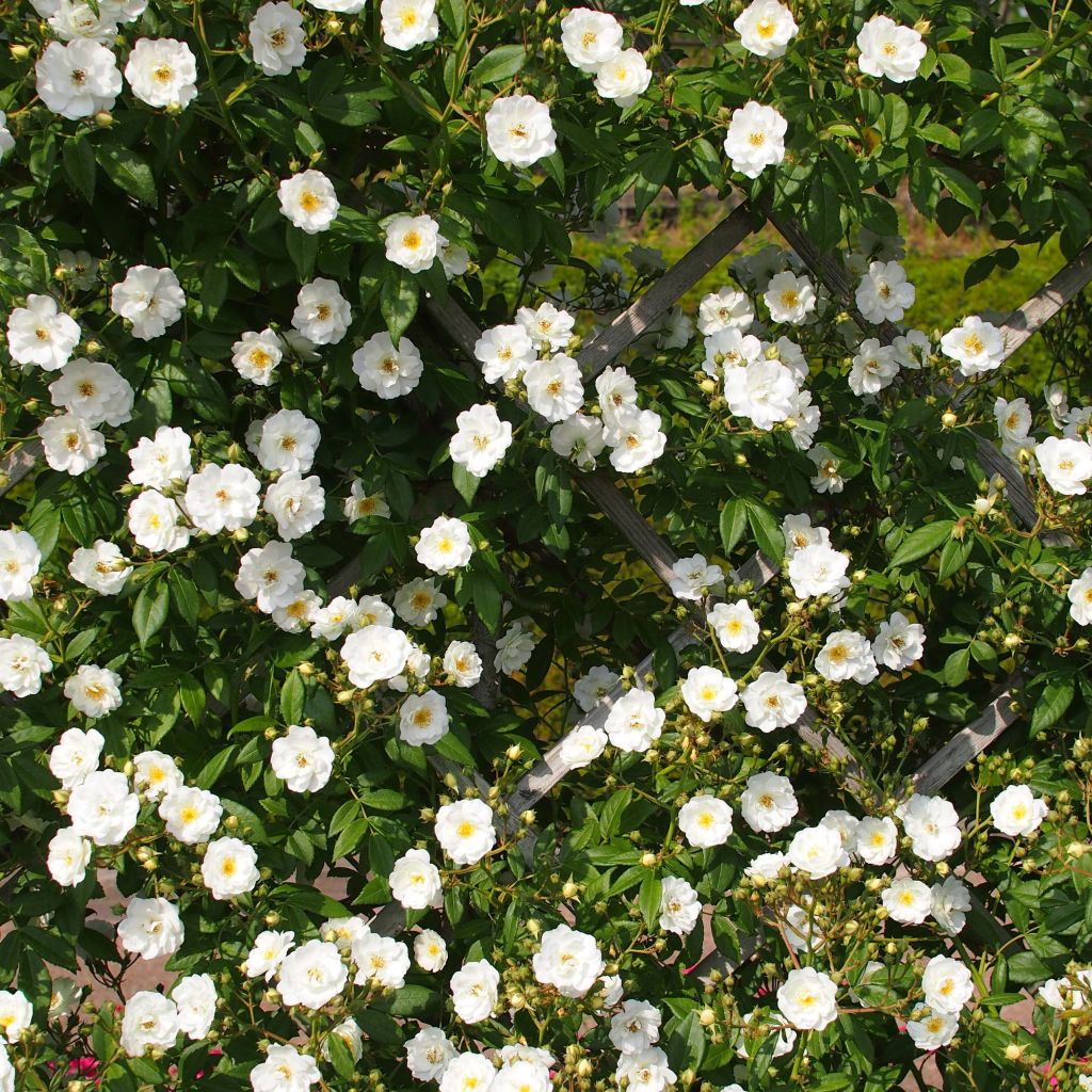 Rosier Rambling Rector - Rosier liane