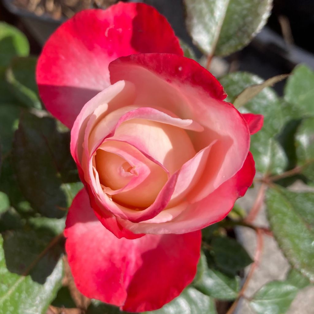 Rosier à grandes fleurs Nostalgie